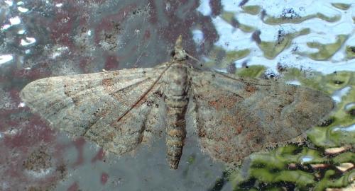 Gymnoscelis rufifasciata